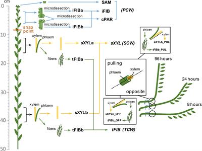 Gene Expression Patterns for Proteins With Lectin Domains in Flax Stem Tissues Are Related to Deposition of Distinct Cell Wall Types